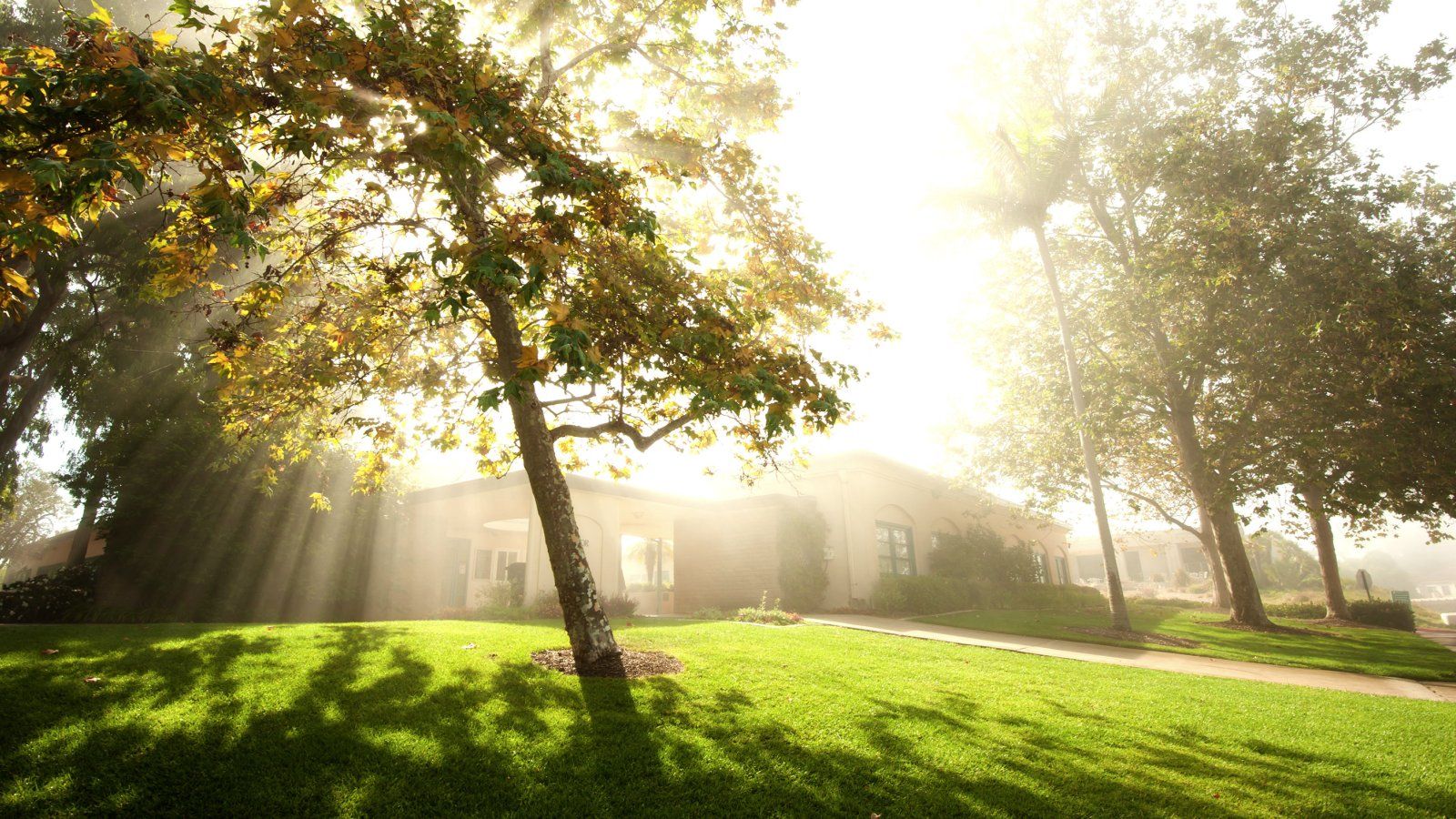 The sun begins to shine through the fog on campus.