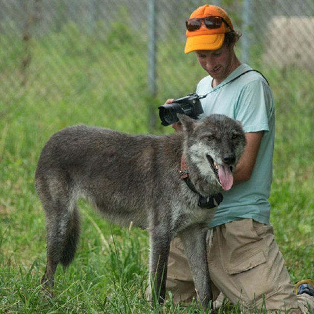 Caleb Bryce takes a photograph of an adult grey wolf