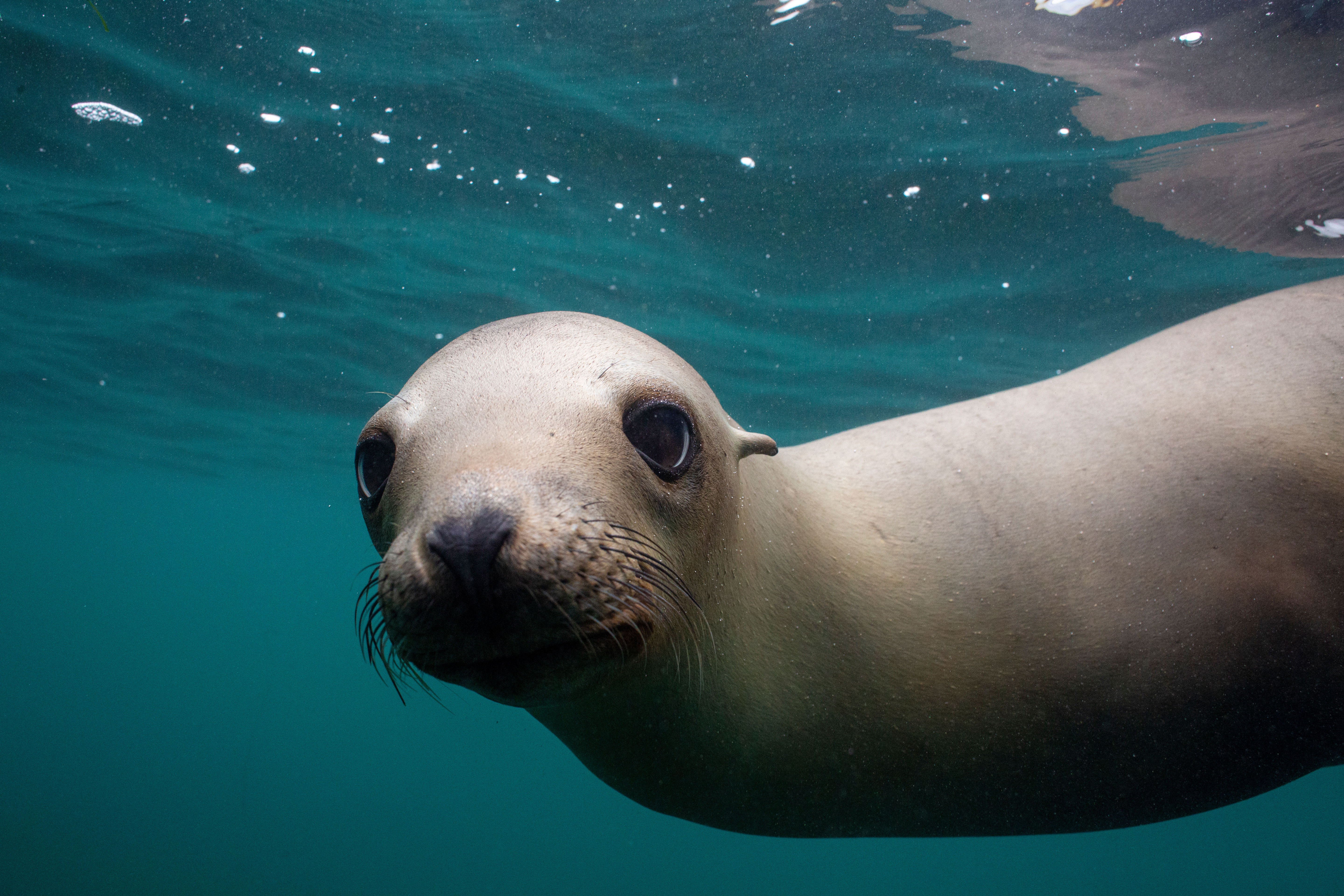 seal underwater 