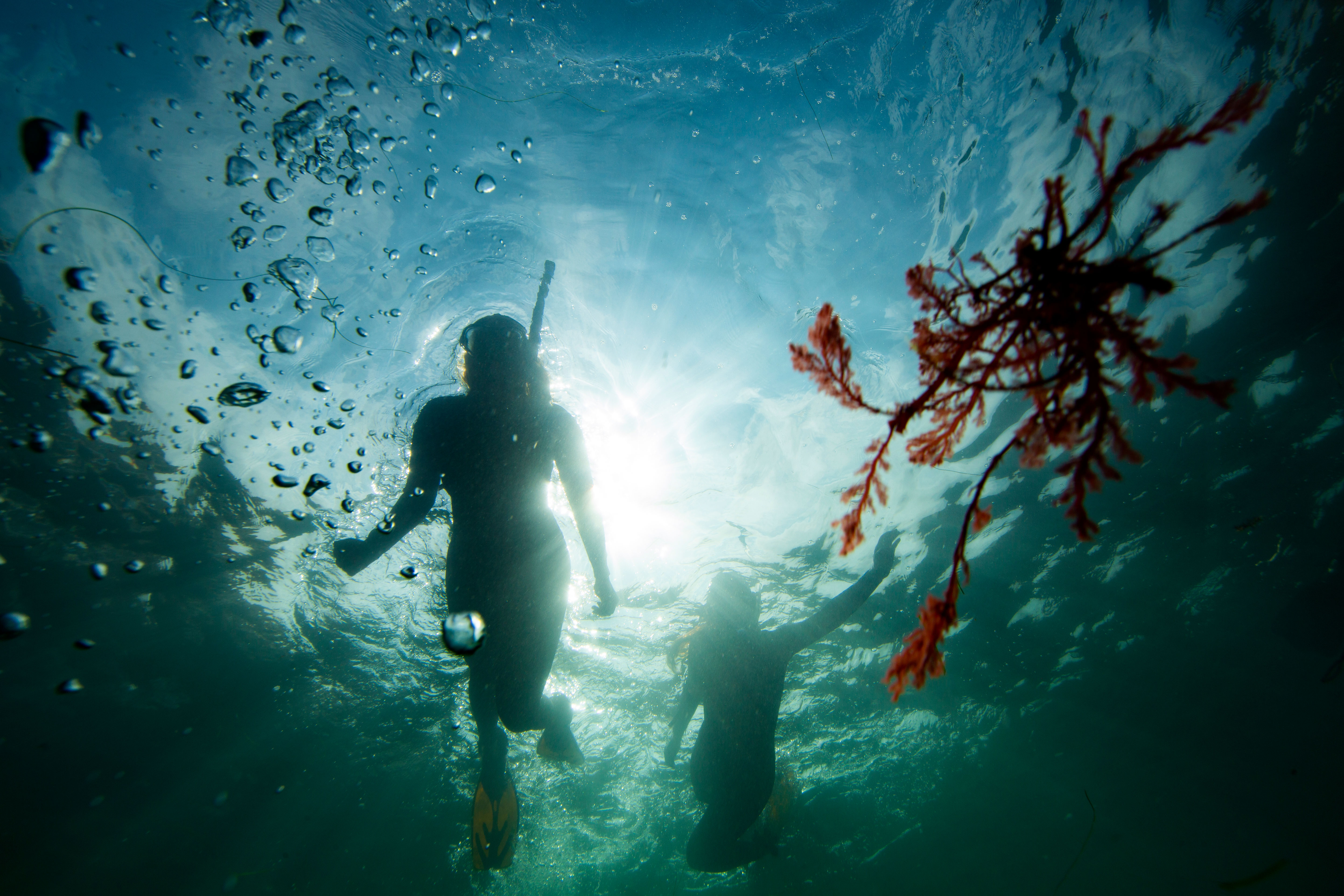 two snorkelers