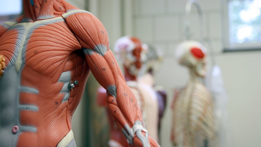 Anatomy Lab image