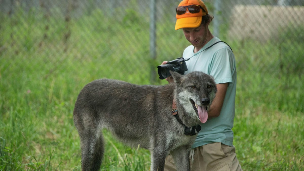 Caleb Bryce photographs wolfs