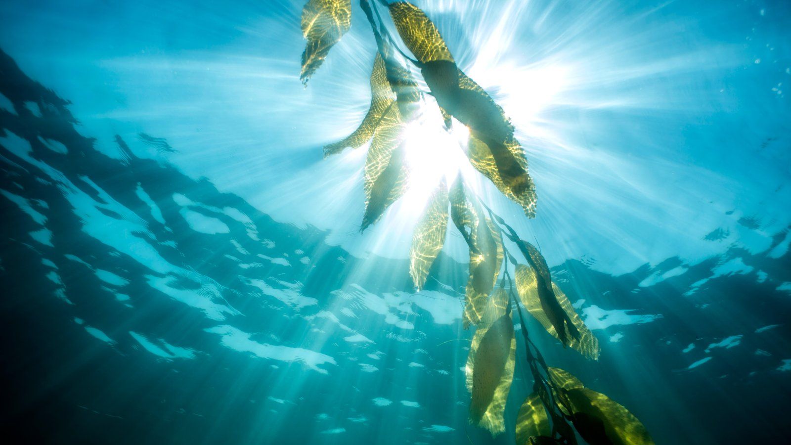 sun filters through a piece of kelp as seen from below.