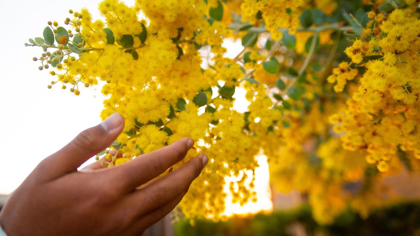 Hands grab at yellow flowers