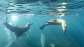 Sea Lions swimming underwater