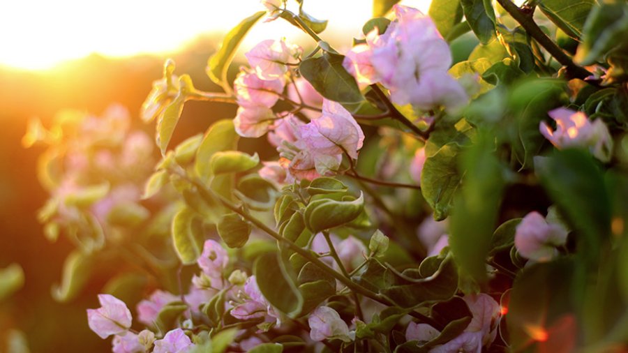 Pink flowers face the morning sunlight