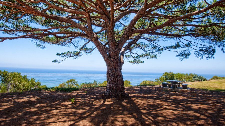 A tree overlooks the ocean on the PLNU campus.