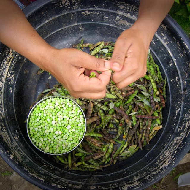 A bird's eye perspective of hands shucking green lima beans into a large metal pot