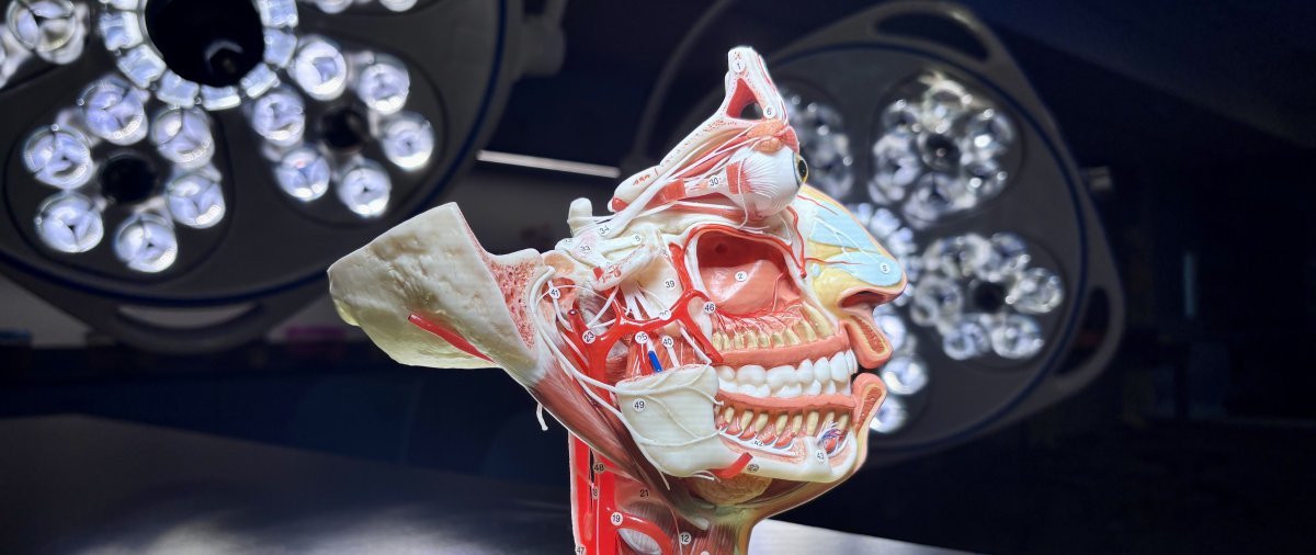An anatomical model of the human head and neck displayed on a table in a medical simulation lab with surgical lights in the background.