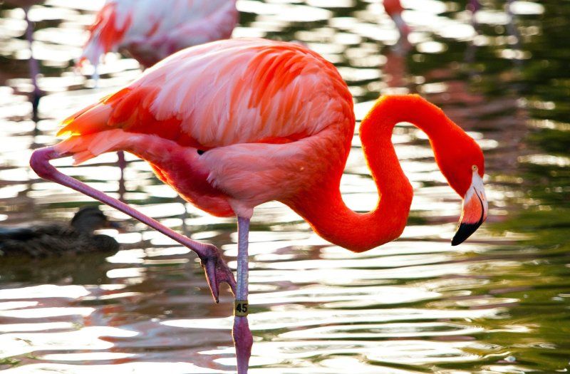A flamingo at the San Diego Zoo
