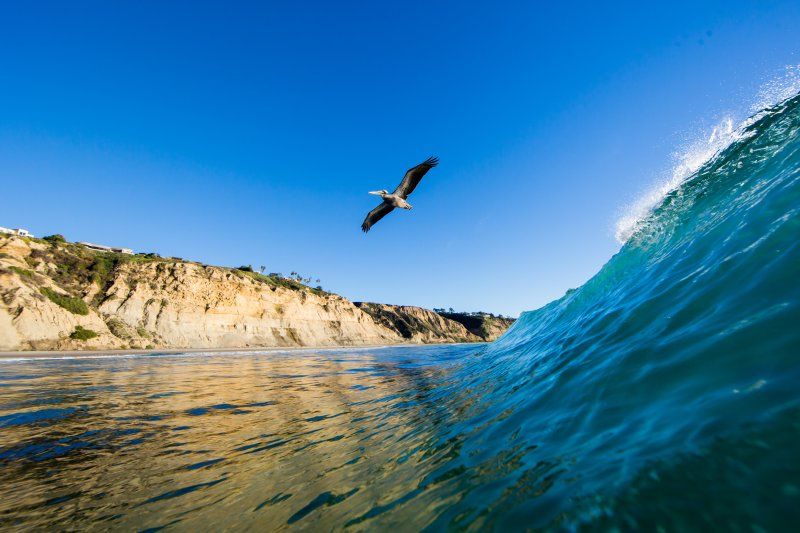 Waves with a bird flying 