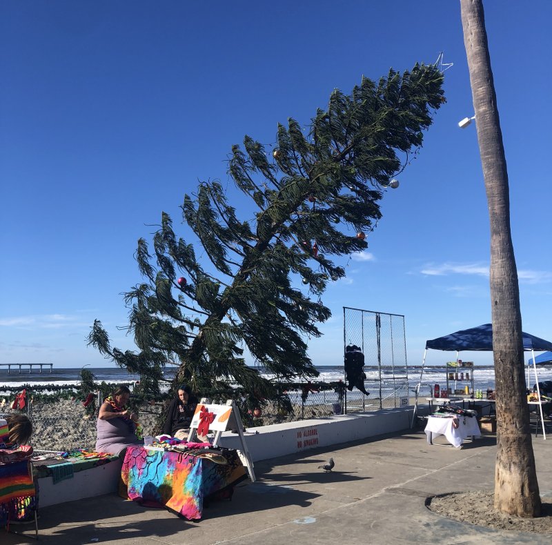 A crooked Christmas tree in OB