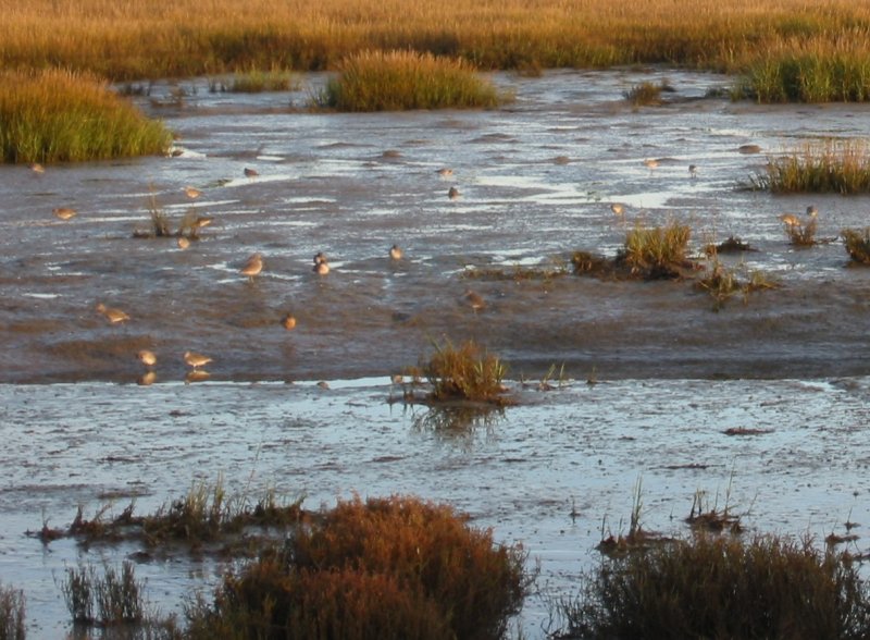 TJ Estuary