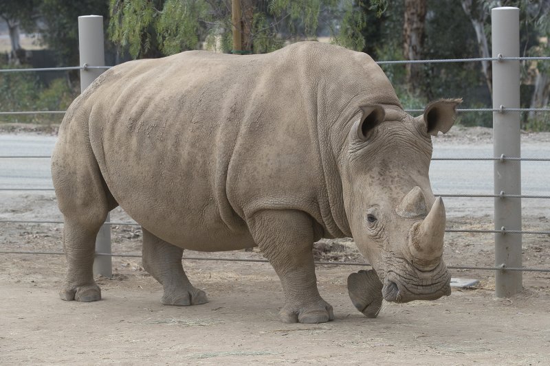 Dr. Tubbs-Southern White Rhino