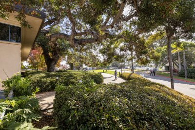 Campus scenery vegetation at day time 